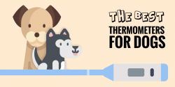 5 Best Thermometers For Dogs In 2018 — Non Touch, In Ear, Rectal