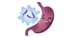Probiotics and Stomach Bugs: A Pain in the Gut - Essential ...