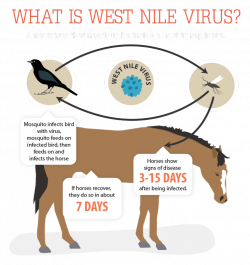 West Nile Virus in U.S. Horses – The Horse