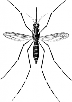 Adult Yellow Fever Mosquito | ClipArt ETC