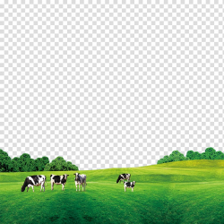Five white and black cattles on green grass field under blue ...