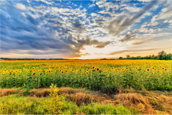 Clipart - Sunflower Field Hungary