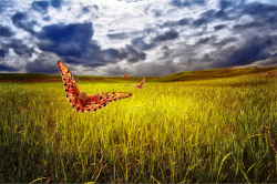Clipart - The Field, Sky And Butterflies