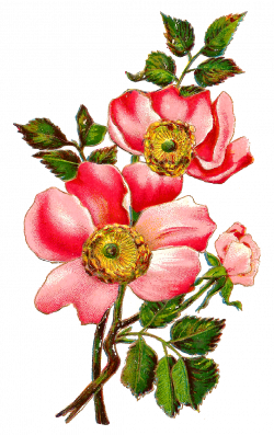 Antique Images: Flower Botanical Art Free Digital Image Field Rose