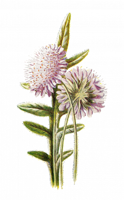 Antique Images: Digital Scrapbooking Flower Clip Art Wildflower ...
