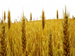 Popular and Trending wheat field Stickers on PicsArt