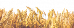 Wheat field | 121 Wallpapers