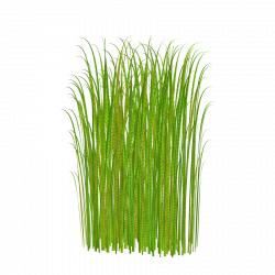 Grass Clipart - Free Clip Art - Clipart Bay