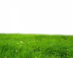 Grass png images free download - Grass Transparent Backgound