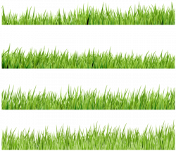 флора, зеленая трава, green grass - download free render Grass on ...