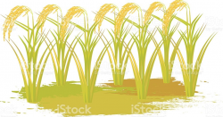 Paddy field clipart 3 » Clipart Station