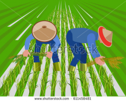 Paddy field clipart 13 » Clipart Station