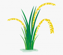 Paddy Plant Png - Rice Field Png, Cliparts & Cartoons - Jing.fm