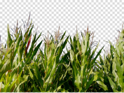 Flower Field clipart - Grass, Plant, Flower, transparent ...