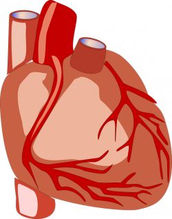 Clipart hearts anatomical - Graphics - Illustrations - Free Download ...