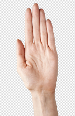 Left human palm, Thumb Nail Upper limb Hand model, Hand ...