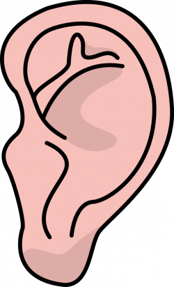 Image for free ear health high resolution clip art | Health Clip Art ...