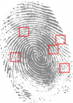 Clipart - Fingerprint