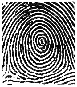 Fingerprints Drawing at GetDrawings.com | Free for personal use ...