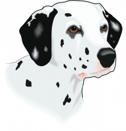 Collection of 14 free Dalmatian clipart head. Download on ubiSafe
