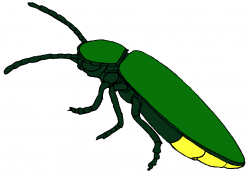 Free Firefly Cliparts, Download Free Clip Art, Free Clip Art ...