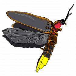 27++ Cool Firefly Insect