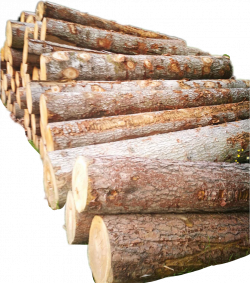 holz baumstamm tree trees forest wood wooden nature pho...
