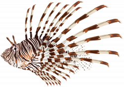 Lionfish PNG Transparent Clip Art Image | Gallery Yopriceville ...