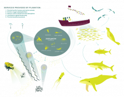 Plankton Lifecycle Ecosystem Diagram. DataScienceBowl | Collab ...