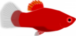 Clipart - Aquarium fish - Xiphophorus maculatus