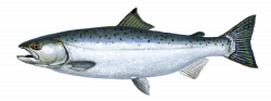 PNG Salmon Fish Transparent Salmon Fish.PNG Images. | PlusPNG