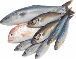 Saltwater fish Clip art - fish 850*660 transprent Png Free Download ...