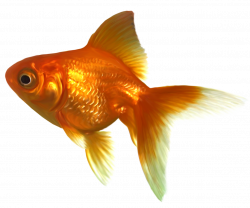 fish goldfish - Sticker by Carol Culver