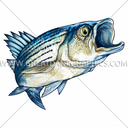 Striped Bass | Production Ready Artwork for T-Shirt Printing