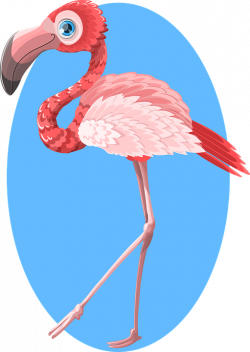 Imagen gratis en Pixabay - Flamenco, Animales, Zoológico | Pinterest ...