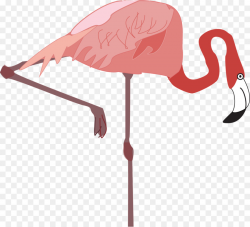 Flamingo Cartoon clipart - Flamingo, Bird, transparent clip art