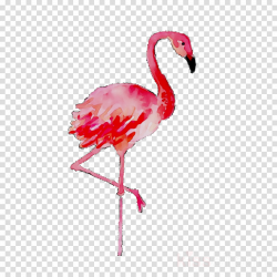 Pink Flamingo clipart - Flamingo, Bird, Pink, transparent ...