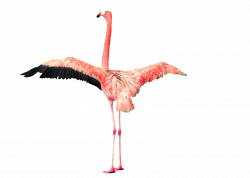 Flamingo PNG Clipart - peoplepng.com