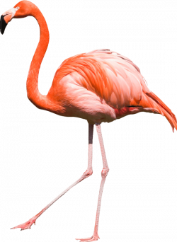 Flamingo Large Side transparent PNG - StickPNG