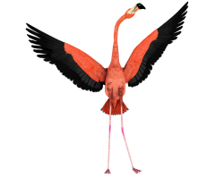 Flamingo | njan | Pinterest | Flamingo