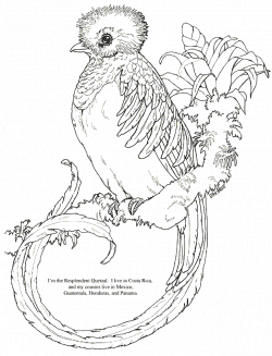 http://www.animalstown.com/animals/q/quetzal/coloring-pages/quetzal ...