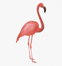 Flamingo Clipart Elegant - Flamenco Png Animal #972559 ...
