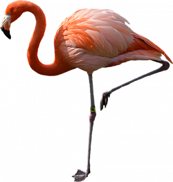 flamingo pink tumblr remixit - Sticker by melll