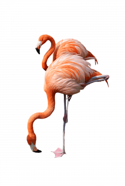 Flamingo Drinking transparent PNG - StickPNG