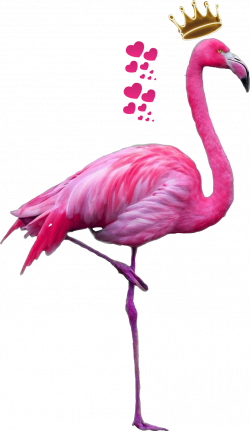 tumblr flamingo - Sticker by alena.myxuna