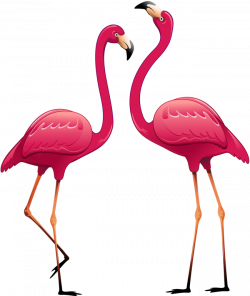 рисованные картинки фламинго - Поиск в Google | фламинго | Pinterest ...