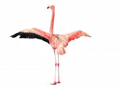 Flamingo PNG Transparent Flamingo.PNG Images. | PlusPNG