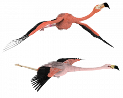 28+ Collection of Flying Flamingo Drawing | High quality, free ...