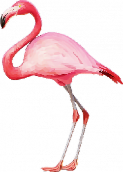 flamingo flamingopink flamingos pink tumblr...