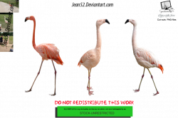 Pink flamingos PNG by Jean52 on DeviantArt